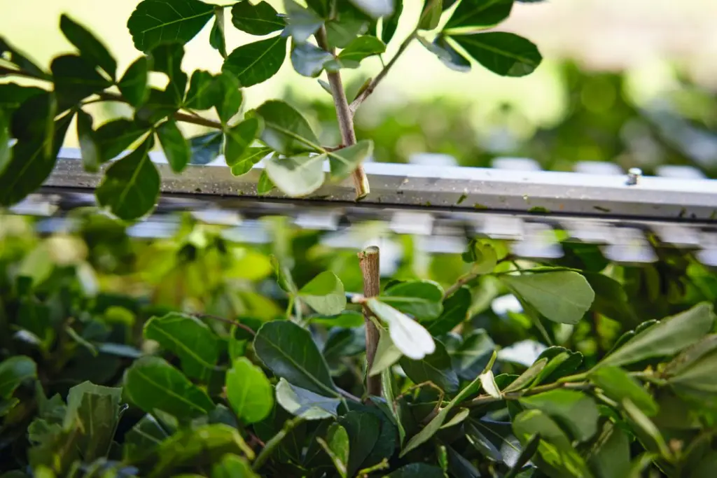 img (16).webp